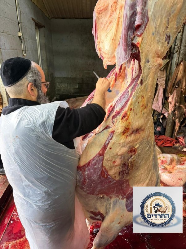 לקראת חג השבועות, בוצעה באומן שחיטה מהודרת של עשרות טונות...